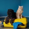 25 Premium Pet Products You Didn't Know Were on Amazon